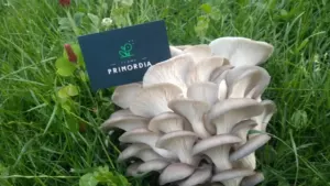 Ferme Primordia – champignons bio